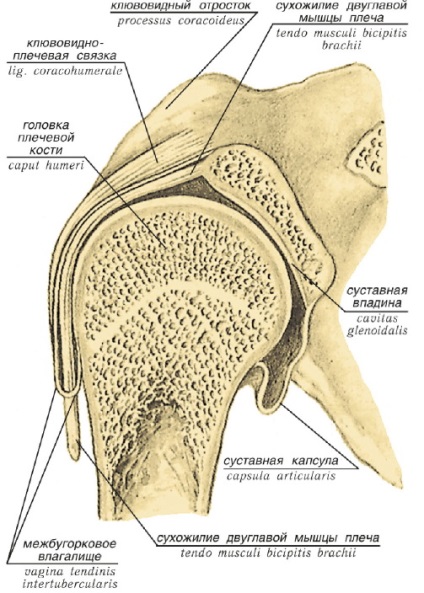Structura centurii umărului ligamentului, oaselor și articulațiilor membrelor superioare ale omului