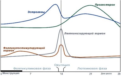 Structura hormonilor sexuali feminini