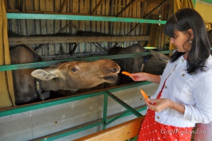 Sumarokovo Elk Farm lângă Kostroma