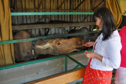 Sumarokovo Elk Farm lângă Kostroma