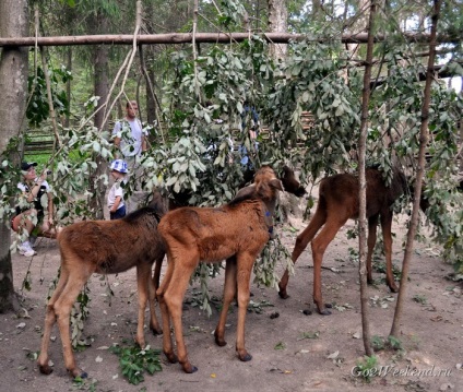 Sumarokovo Elk Farm lângă Kostroma