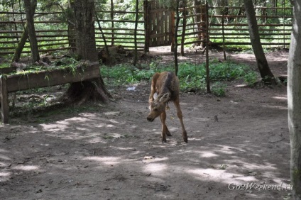 Sumarokovo Elk Farm lângă Kostroma