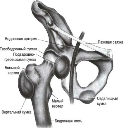 Anatomia osului articular al articulației, artera aparatului pelvian