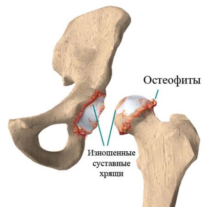 Anatomia osului articular al articulației, artera aparatului pelvian