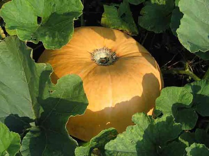 Cucurbita pepo