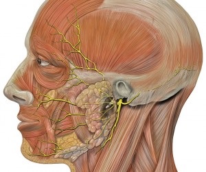 Acupresura cu nevrită a secretelor și nuanțelor nervului facial ale procedurii