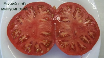 Tomato bovină frunte minusinskiy отзывы, фото, урожайность