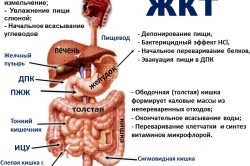 Ierburi pentru tratamentul stomacului și intestinelor