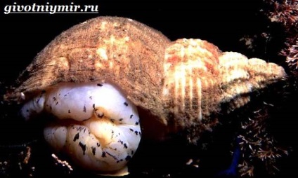 trombitás kagyló