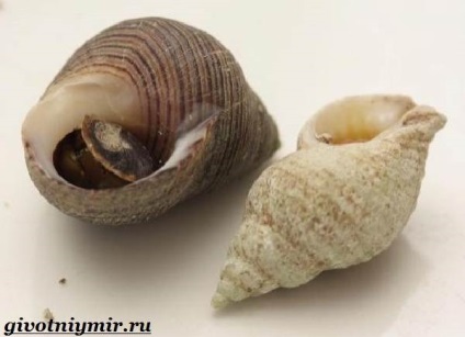 Trompetișul de la Mollusk