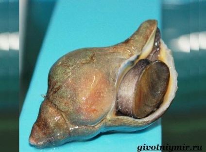 trombitás kagyló