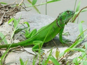 Adăpost pentru reptile, decorațiuni pentru terarii cumpărați - 12-obezyan