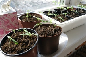 Îngrijirea pentru răsaduri tomate după picking - plante magice