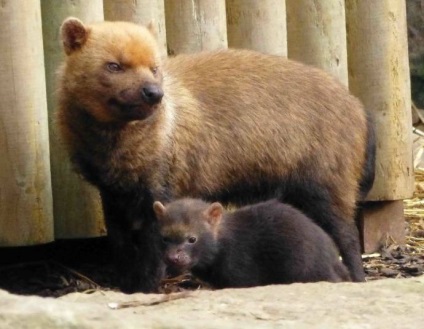 În grădina zoologică din Anglia s-au născut cățelușii unui câine ars