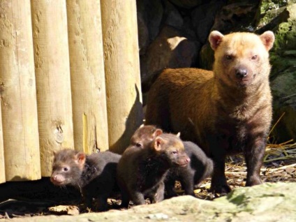 În grădina zoologică din Anglia s-au născut cățelușii unui câine ars