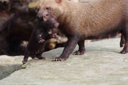 În grădina zoologică din Anglia s-au născut cățelușii unui câine ars