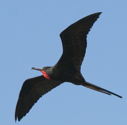 Copepoduri caracteristice, alimente, habitat