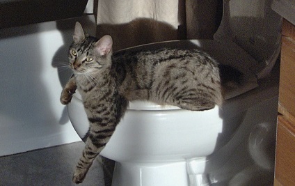 Alegem o toaletă de pisică și accesorii pentru ea - murkote despre pisici și pisici
