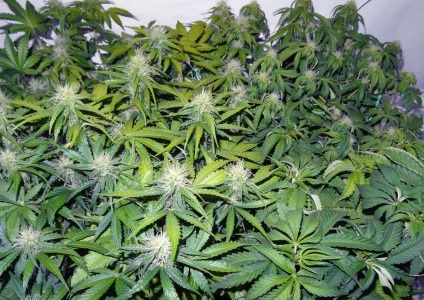 Cresterea canabisului la domiciliu - canepa (cannabis, canabis) - sibseeds