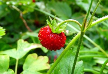 Cultivarea căpșunilor - afacere cu randament ridicat - împrumut online
