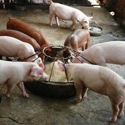 Cultivarea porcilor în ferma subsidiară - viața mea