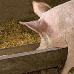 Cultivarea porcilor în ferma subsidiară - viața mea