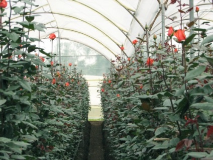 Virágok nőnek az üvegházban, mint egy üzleti
