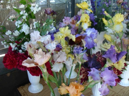 A kiállítás és értékesítése virágok kert szivárvány