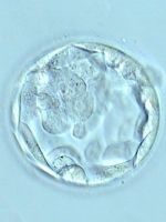 Vitrificarea embrionilor celulari
