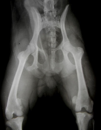 Dislocarea capacului genunchiului (patella) la câini