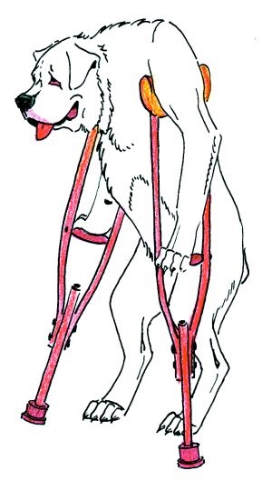 Dislocarea capacului genunchiului (patella) la câini