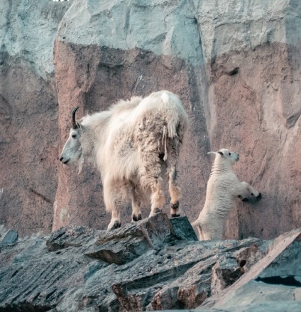 În grădina zoologică din Moscova, o pereche de capre de zăpadă s-au născut un copil - un efort - un site despre toate lucrurile vii,