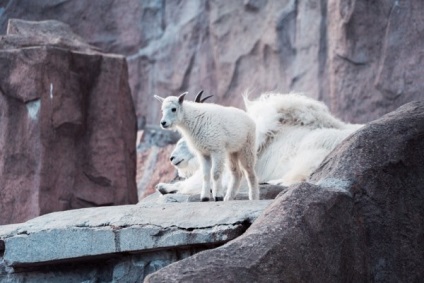 A moszkvai állatkertben egy pár hó kecske született egy baba - egy erőfeszítés - egy helyszín minden élő dolgot,
