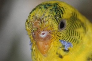 Budgerigar nu este sănătos