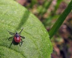 A moszkvai régióban először encephalitis atkák