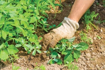 Pentru a ajuta metode de combatere a buruienilor