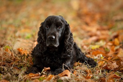 Focuri de furie în spaniels ficțiune sau realitate