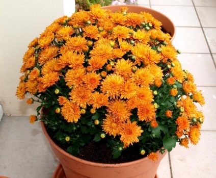 Chrysanthemum coreean finețe de plantare, de îngrijire, formarea de arbuști