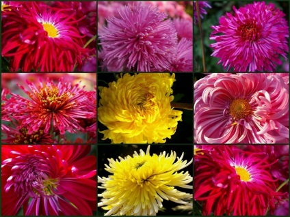 Crizanteme pe varietatea de fotografii și caracteristici de îngrijire
