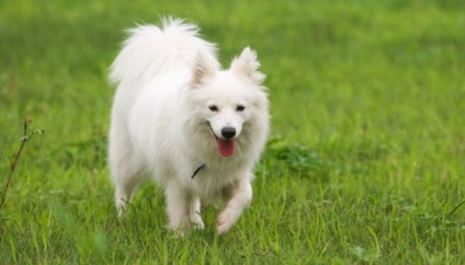 Japanese Spitz fotografie, descriere, descriere a rasei