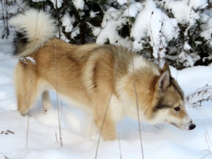 Vestul Siberian Laika fotografie, Laika Siberian de Vest, caracter temperament de sănătate Laek conținut