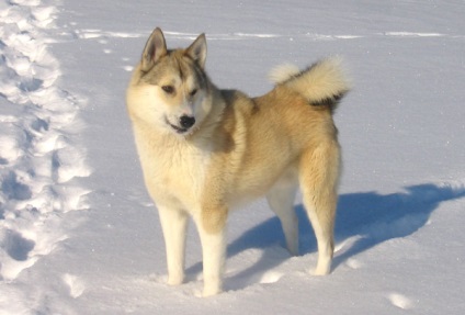 Vestul Siberian Laika fotografie, Laika Siberian de Vest, caracter temperament de sănătate Laek conținut