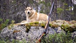 Vestul Siberian Laika fotografie, Laika Siberian de Vest, caracter temperament de sănătate Laek conținut