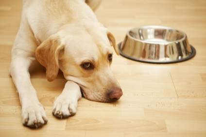 Zöld hasmenés kutyáknál okoz, tünetei, kezelési módszerek, házak állatok