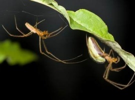 Ciclul de viață și reproducerea păianjenilor, văduvă neagră