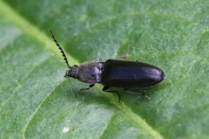 Beetle tokmány, hogyan kell kezelni a kártevők és a lárva