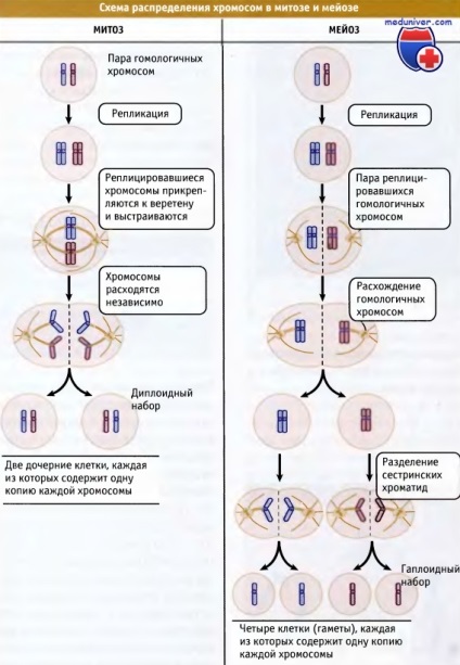 Valoarea centromerelor și kinetocorelor