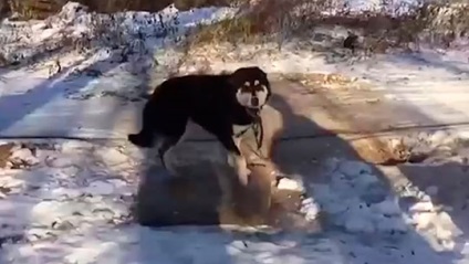 Zoiștii au găsit un loc în cartierul Odintsovo cu zeci de câini harnici abandonați