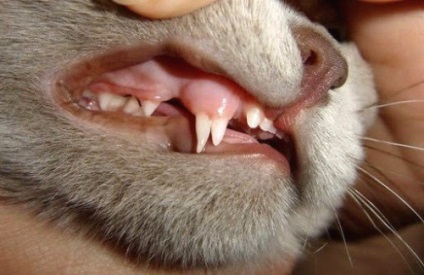 Dinții Catului