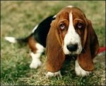 10 Cele mai stupide rase - dogweb - stiri canine